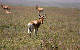 TANZANIA - Serengeti National Park - 037 Antilope HarteBeest